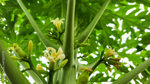 The papaya tree  with its vibrant and fragrant blossoms  is in the process of reaching full bloom  and the delicious papayas it will soon bear are nearly ripe  exuding a tantalizing aroma.