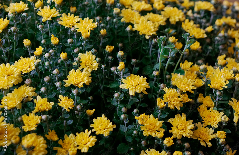 Obraz premium Background photo of yellow Chrysanthemums flower bed