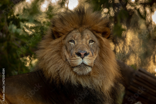 King of the Jungle