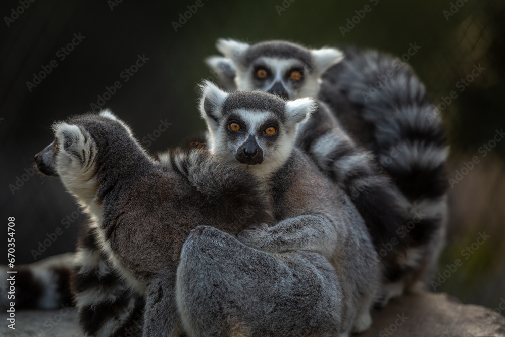 Ring-Tail Lemur Family