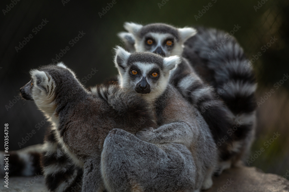 Obraz premium Ring-Tail Lemur Family