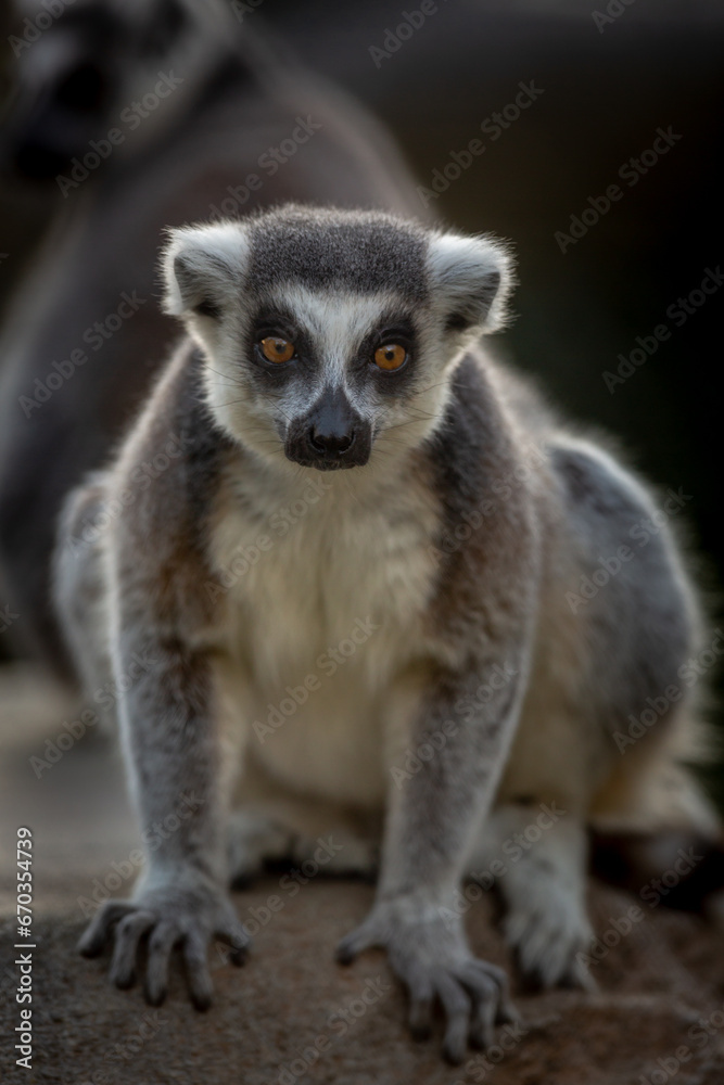Obraz premium Ring-Tailed Lemur