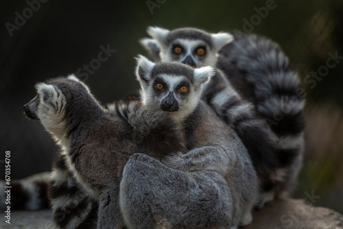 Ring-Tail Lemur Family © Gerald Geronimo