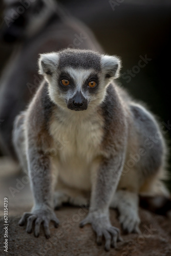 Ring-Tailed Lemur