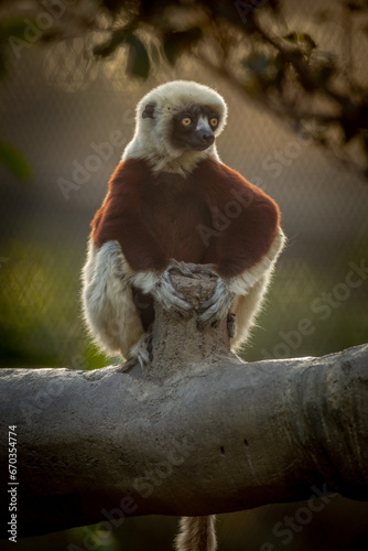 White-Headed Lemur