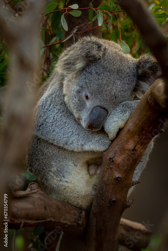 Sleeping Koala