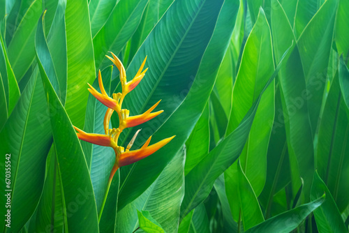 A parrots beak heliconia (heliconia psittacorum). Heliconia psittacorum or Heliconia Golden Torch or False Bird of Paradise Flower. Beautiful Exotic tropical flowers in garden with leaves background. photo