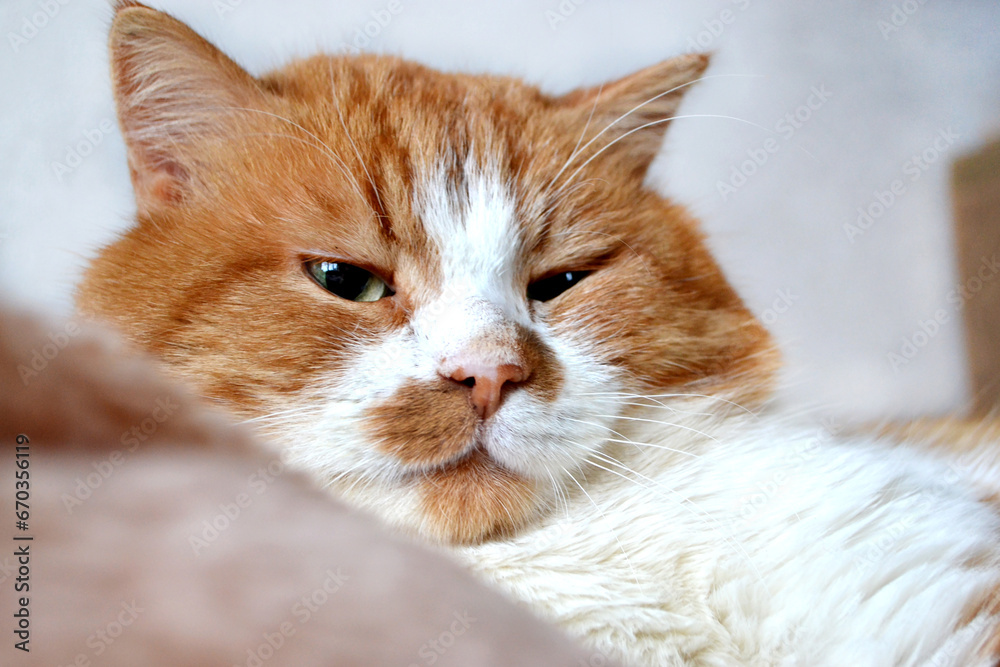 Portrait of a red cat with a cunning squinting glance isolated on white Portrait of a red cat with a cunning squinting glance isolated on white