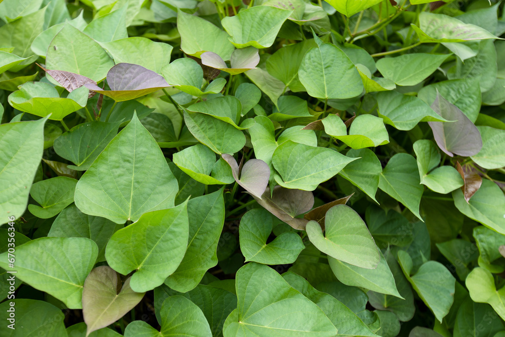 Green sweet potato plants in growth at garden Green sweet potato plants in growth at garden