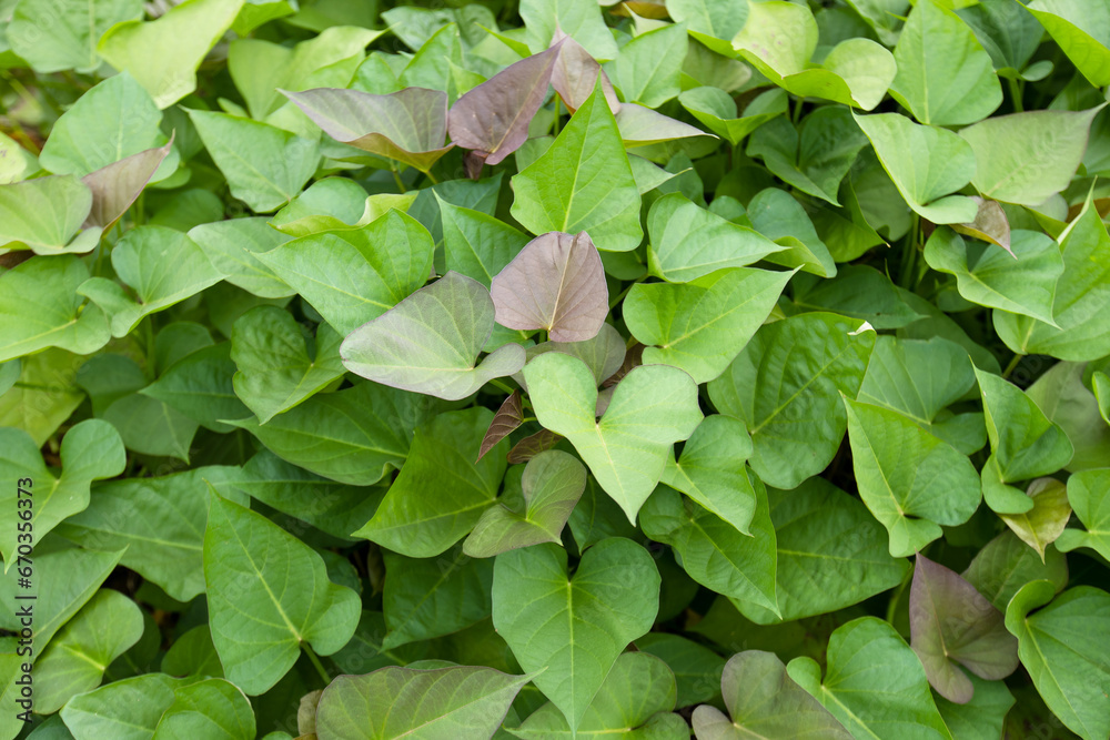 Green sweet potato plants in growth at garden Green sweet potato plants in growth at garden