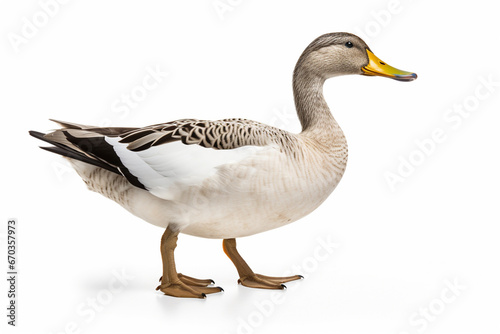 goose isolated on white background generative ai