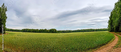 A field of ripening, still green wheat surrounded by a forest