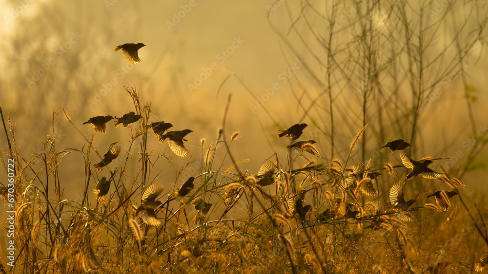 Obraz premium A flock of Baya Weaver flying off with amber morning sunlight