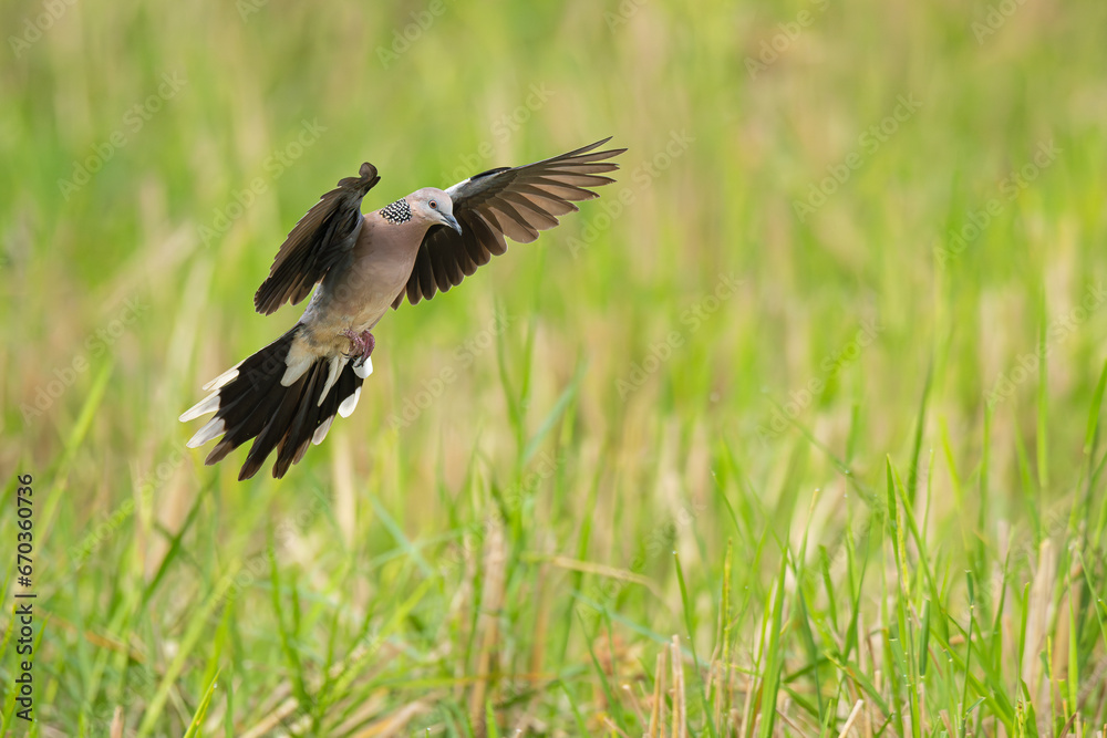 Spotted Dove doing an air brake before landing on the ground Spotted Dove doing an air brake before landing on the ground