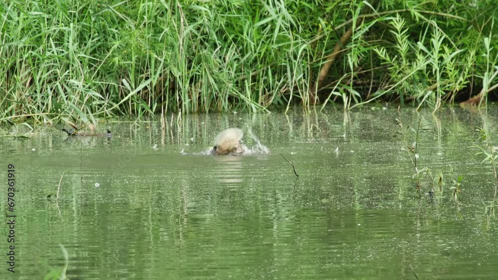 a satisfied mallard duck dives a lot and quickly in a beautiful pond a satisfied mallard duck dives a lot and quickly in a beautiful pond