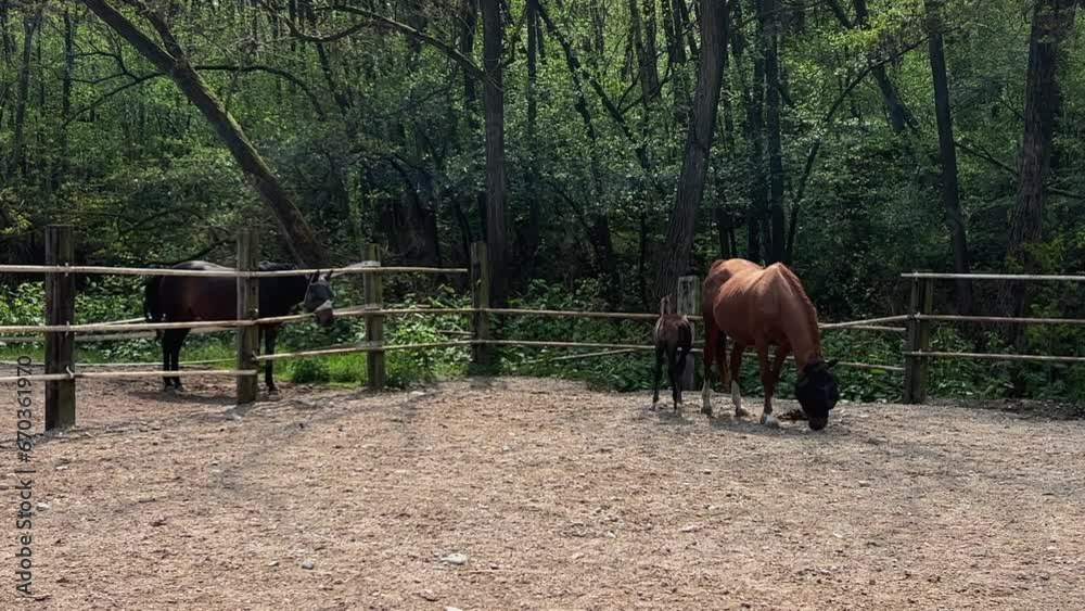 Nice young little foal horse and mother mare in ranch Nice young little foal horse and mother mare in ranch