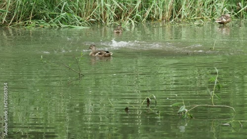 wild ducks swim in a beautiful pond