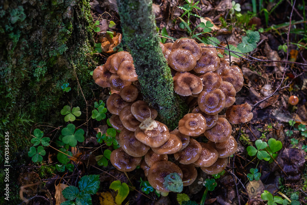 Mushrooms. Honeydew. Honeydew on a tree. Fresh, fragrant honey mushrooms grew on the tree in September. Mushrooms. Honeydew. Honeydew on a tree. Fresh, fragrant honey mushrooms grew on the tree in September.