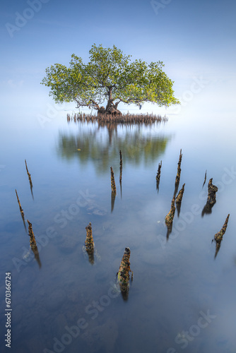 tree on the lake