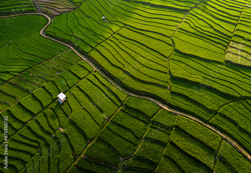 Green rice field textures from above