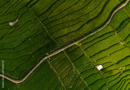 Green rice field from above