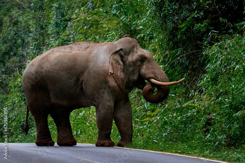 full body of wild elephant with beautiful ivory walking on mountain road of khao yai national park,khaoyai is one of most important natural sanctuary in south east asian