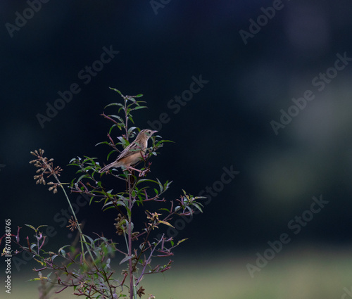 Zitting cisticola , streaked fantail warbler, Cisticola juncidis, shot near a paddy field in south india. photo