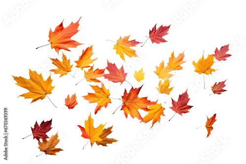 colorful autumn leaves falling on an isolated transparent background