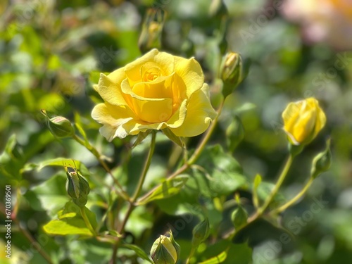 Yellow rose flower