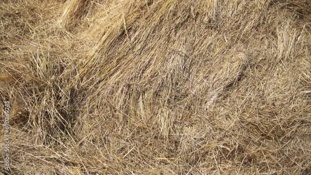 Stacked bales of hay after harvest in a farm yard on a sunny day Stacked bales of hay after harvest in a farm yard on a sunny day