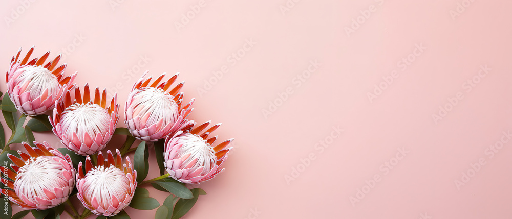 minimalistic pink background with leucospermum (pincushion flower), top view with empty copy space minimalistic pink background with leucospermum (pincushion flower), top view with empty copy space