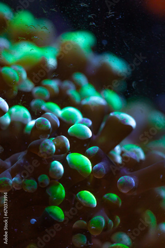 Green frogspawn coral close-up