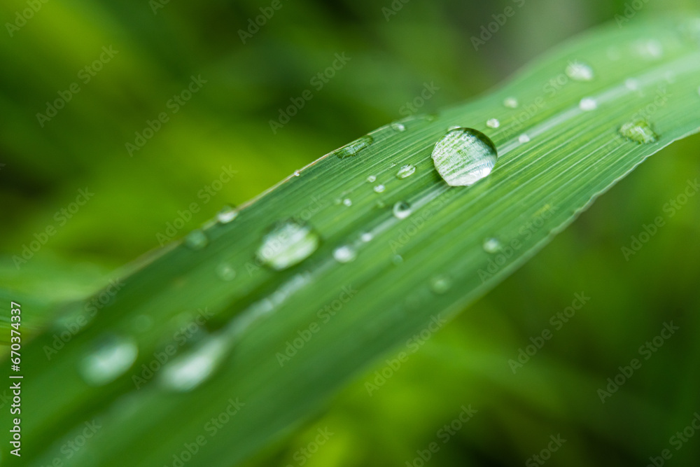 Clear raindrops on the green grass after the rain in the daytime. Photo for wallpaper and background. Nature photo looks nice and refreshing. Clear raindrops on the green grass after the rain in the daytime. Photo for wallpaper and background. Nature photo looks nice and refreshing.