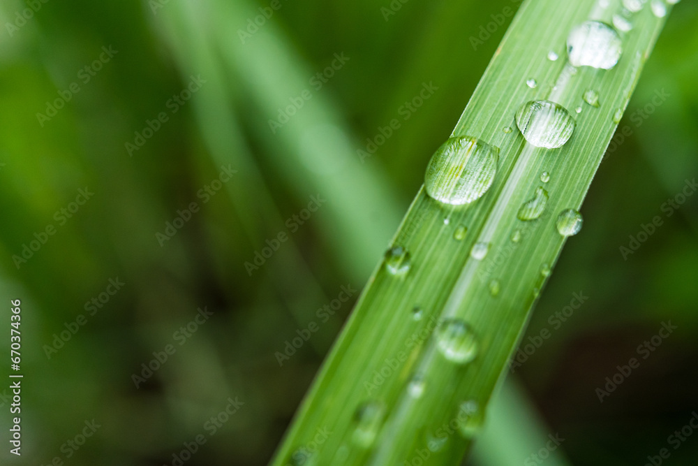Clear raindrops on the green grass after the rain in the daytime. Photo for wallpaper and background. Nature photo looks nice and refreshing. Clear raindrops on the green grass after the rain in the daytime. Photo for wallpaper and background. Nature photo looks nice and refreshing.