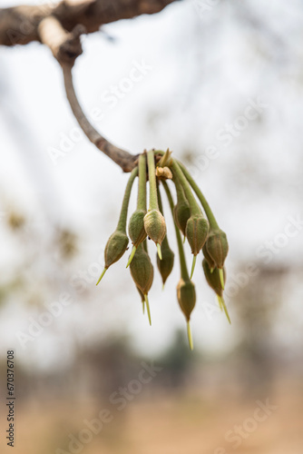 madhuca Longifolia fruit and flower to the wild natureal photo
