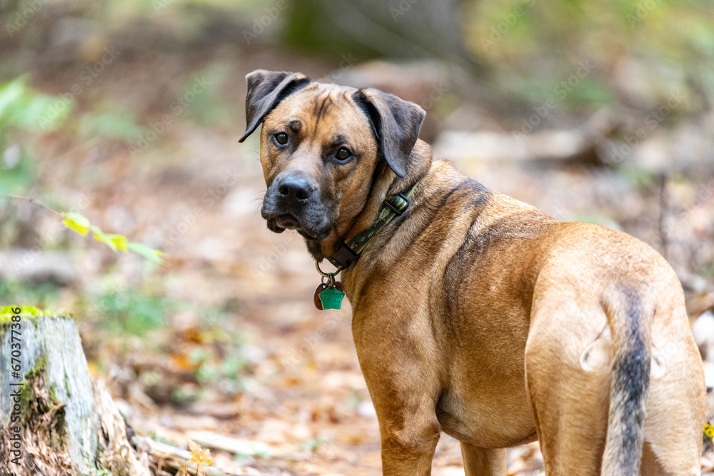 portrait of a dog