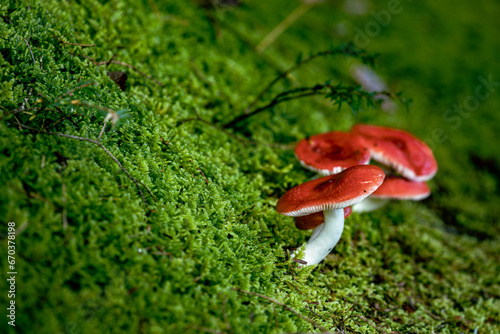 red mushroom on green moss