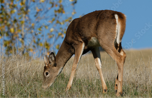 Whitetail Deer Spike Buck feeding on grass