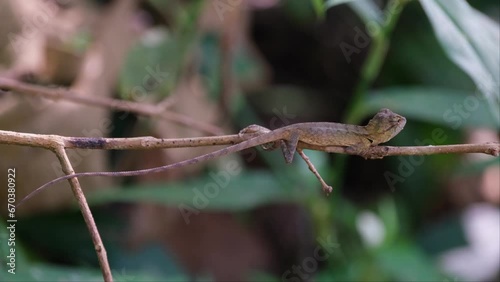 Seen facing tot he right while resting the full length of its body on a twig while looking towards the forest, Oriental Garden Lizard Calotes versicolor, Thailand photo