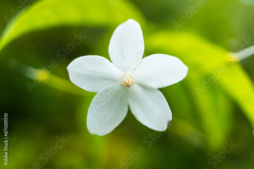 white flower on green leaf background © bubbers