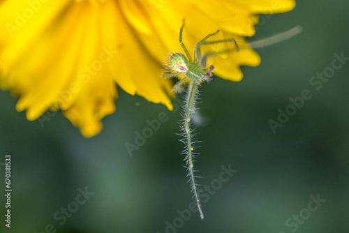 green spider (Heriaeus hirtus) on a yellow flower photo
