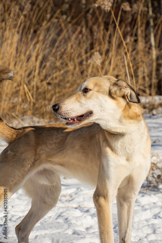 portrait of a dog. the dog is standing in the snow.