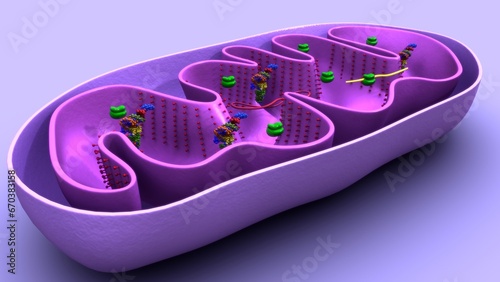 Mitochondria or membrane bound cell organelles 3d Illustration 