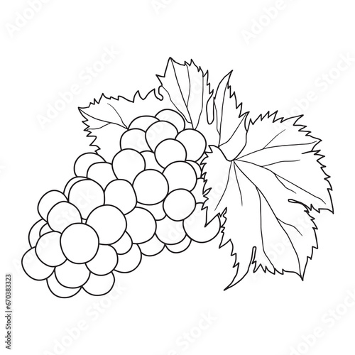 outline drawing of grapes on white background. vector hand drawn style