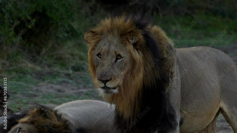 Close up of a lion looking around, then stares directly to camera, after sunset in the Kruger National Park, in South Africa Close up of a lion looking around, then stares directly to camera, after sunset in the Kruger National Park, in South Africa