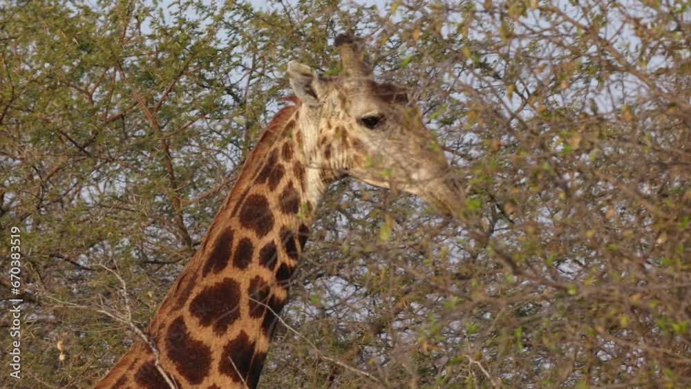 Close up of a giraffe staring at the camera and then walking away in the Kruger National Park, in South Africa Close up of a giraffe staring at the camera and then walking away in the Kruger National Park, in South Africa