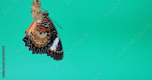 Butterfly has just emerged from the chrysalis. Expel fluid from the body, Drying the wings, Leopard Lacewing Butterfly oon green screen, Cethosia cyane euanthes
 photo