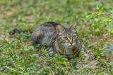 Tabby cat playing in a garden