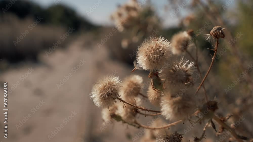 Dry puffy seed pods on plant next to walking trail Dry puffy seed pods on plant next to walking trail