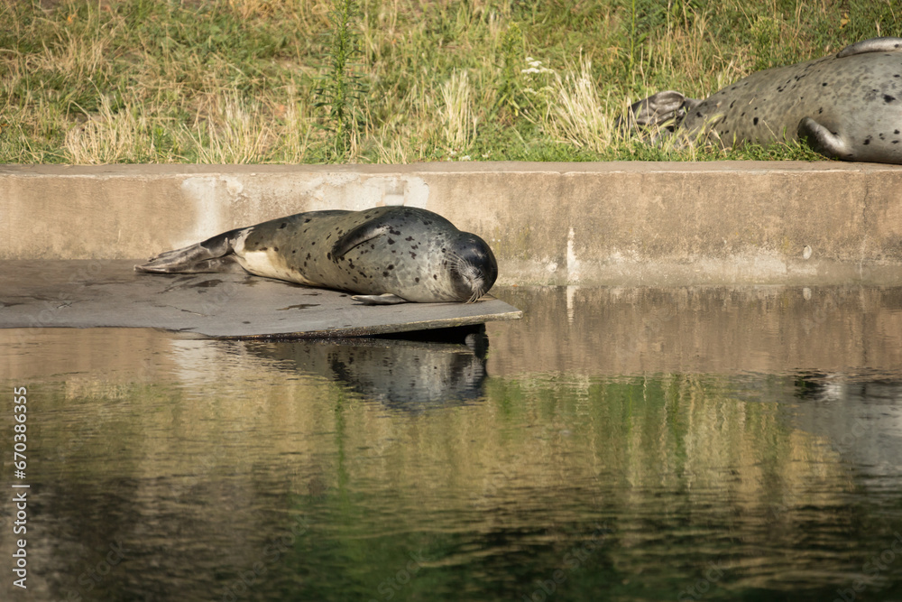 Fototapeta premium harbour seal taking a nap and basking in the sun Phoca vitulina